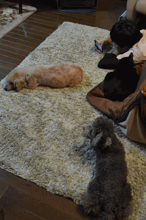 c0136736_9332694.gif