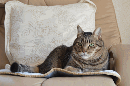 c0136736_9405875.gif