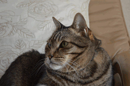 c0136736_94165.gif