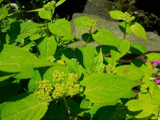 c0327752_16553756.jpg