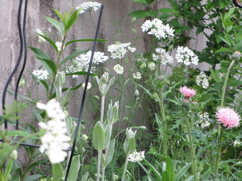 a0243064_1082768.jpg