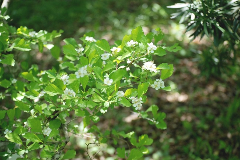 e0025300_2113489.jpg
