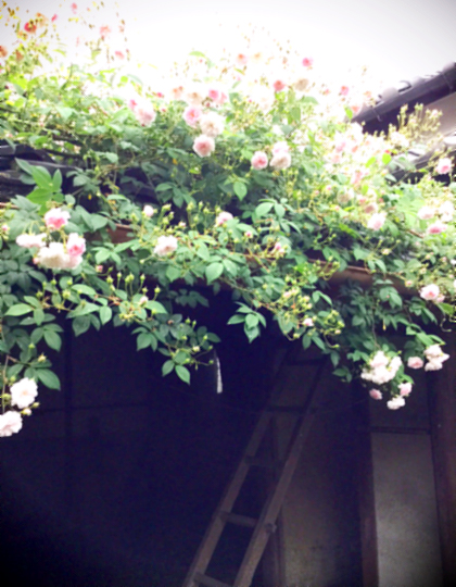 d0077603_10284439.jpg