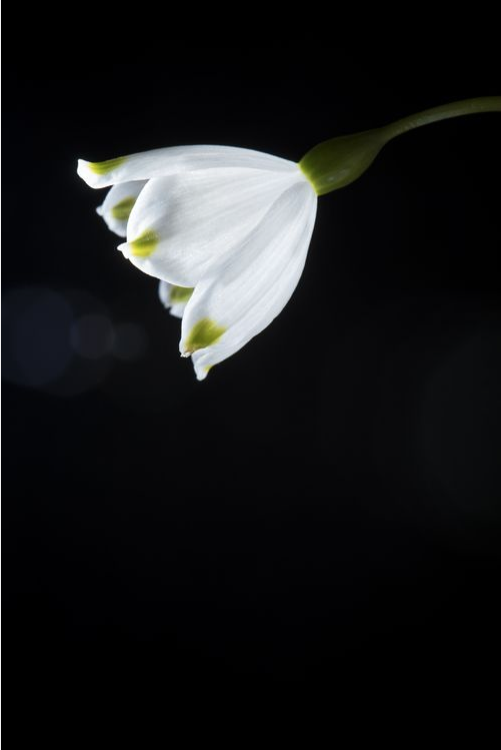 b0150018_12303602.png