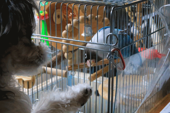 c0145250_10584134.gif