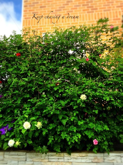 c0369367_12372576.jpg