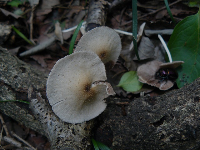 d0019074_8101767.jpg
