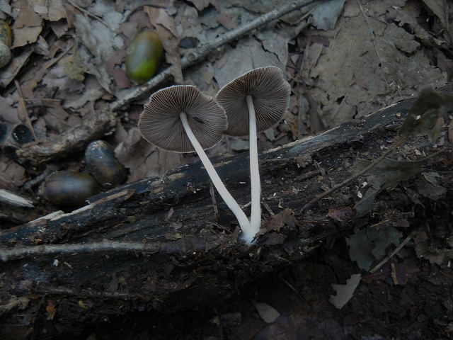 d0019074_8104360.jpg