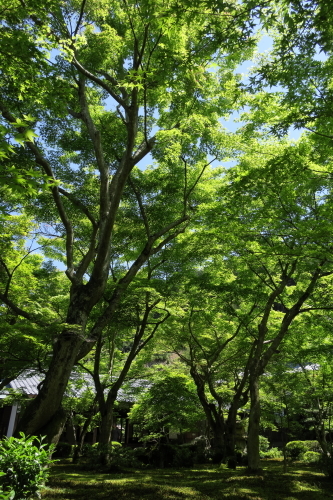 e0133025_21592103.jpg