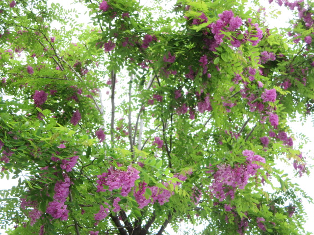 b0167334_21161127.jpg