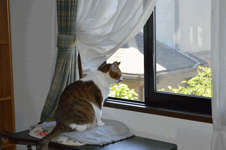 c0136736_164084.gif