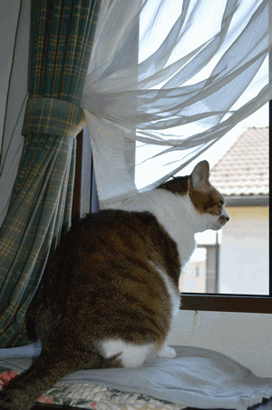 c0136736_1641376.gif