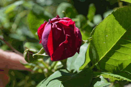 c0136736_1651259.gif