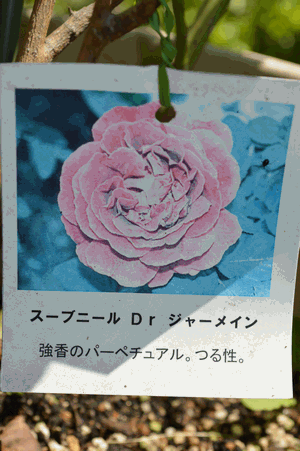 c0136736_1652473.gif