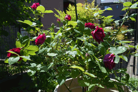 c0136736_165530.gif