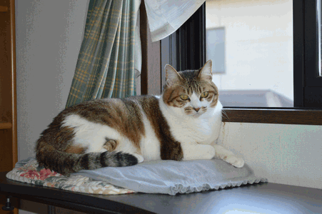 c0136736_1664383.gif