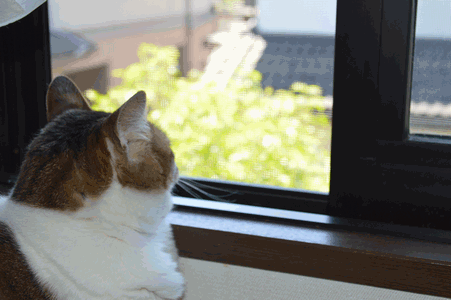 c0136736_1673119.gif