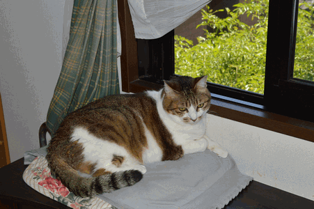 c0136736_1674257.gif