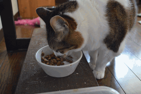 c0136736_1681771.gif
