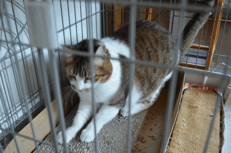 c0136736_1684384.gif