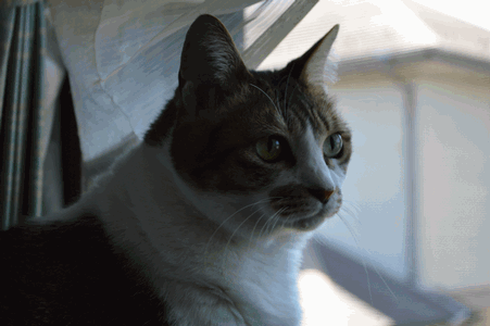 c0136736_1692660.gif
