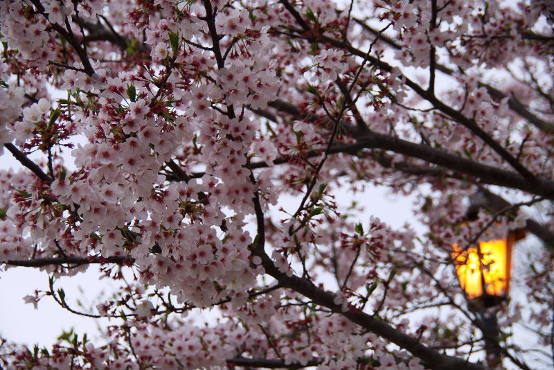 c0011649_5153951.jpg