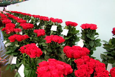e0088260_10404551.jpg