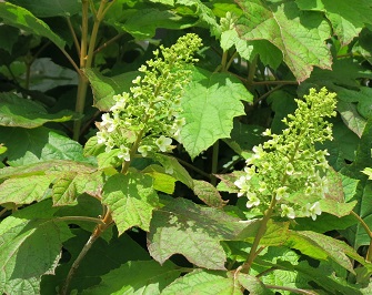 e0130185_11472755.jpg
