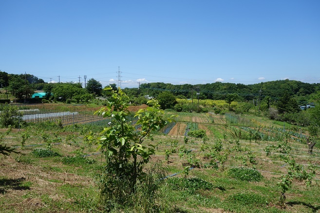 d0183387_11185033.jpg