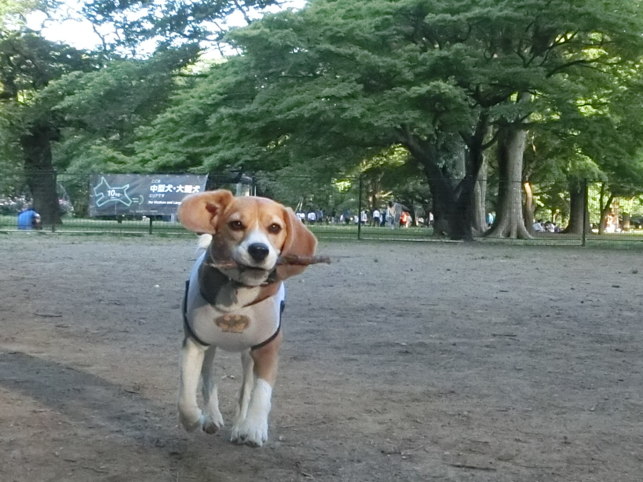 a0319693_743339.jpg