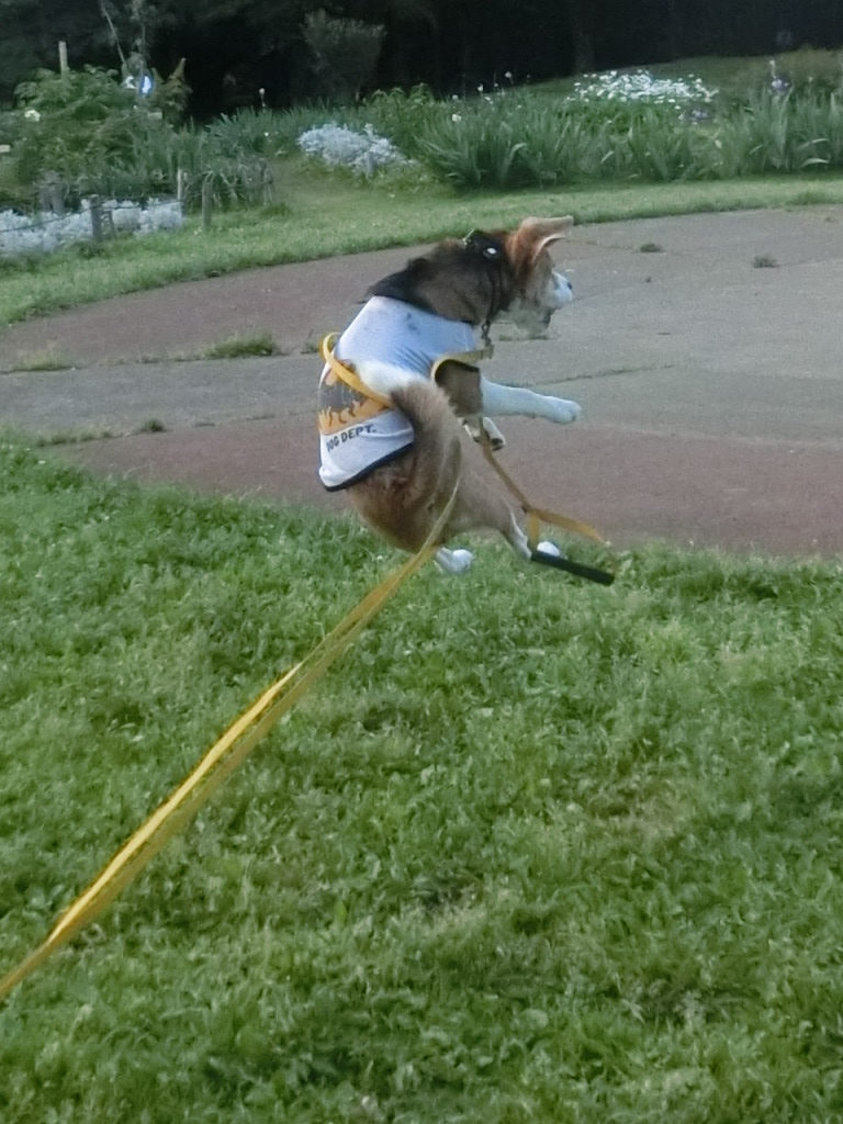 a0319693_753371.jpg