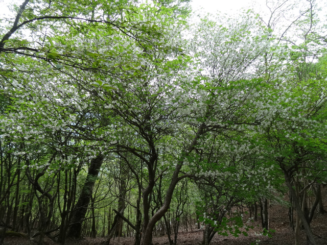 c0125501_20444139.jpg