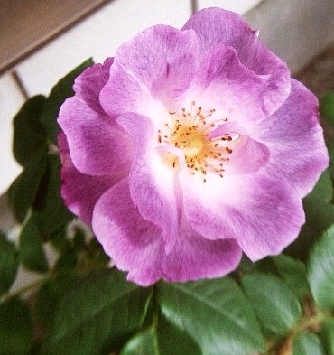 e0098908_1651308.jpg