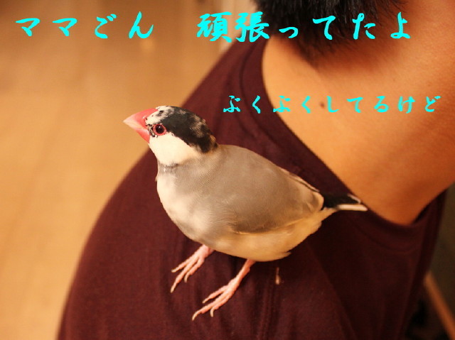 c0365734_20240701.jpg