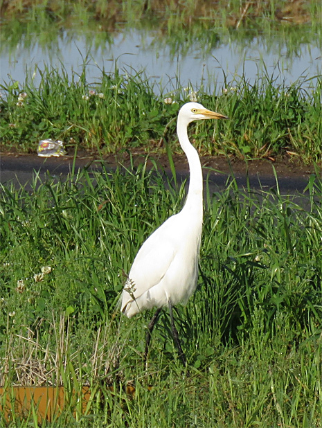 f0214649_61375.jpg