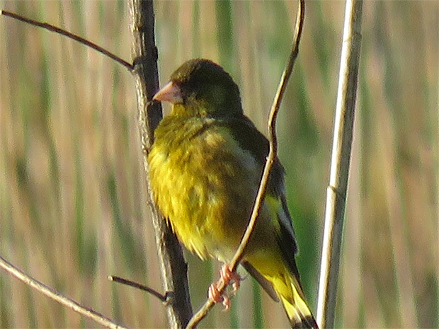f0214649_632245.jpg
