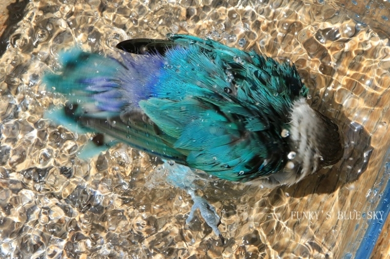 c0145250_10273676.jpg