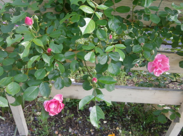 e0128656_22101198.jpg