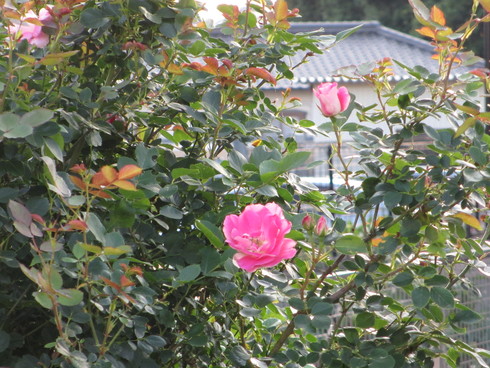 a0243064_21472959.jpg