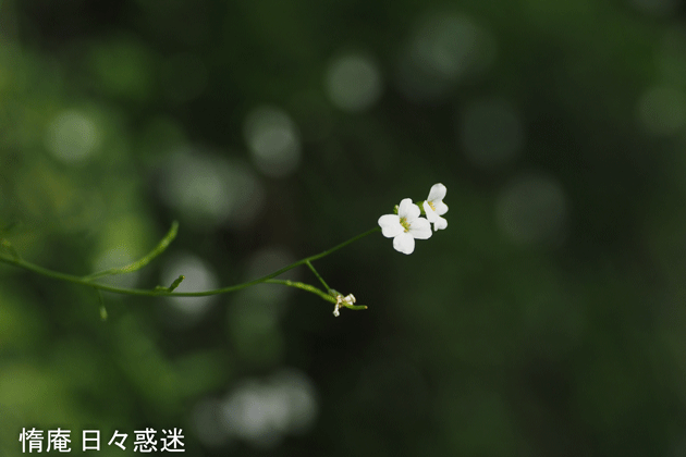 e0346064_15135596.gif
