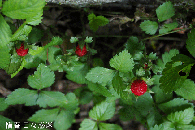 e0346064_15143839.gif