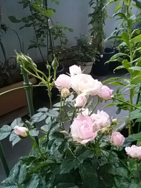f0200871_2355126.jpg