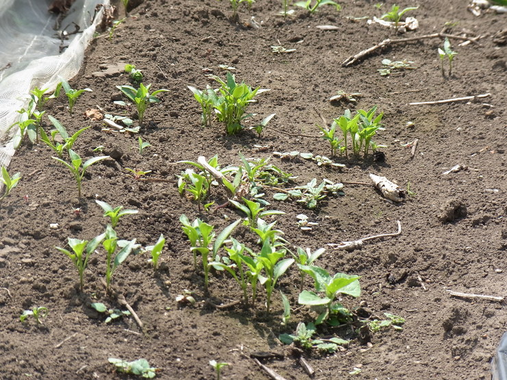 d0225575_153155.jpg