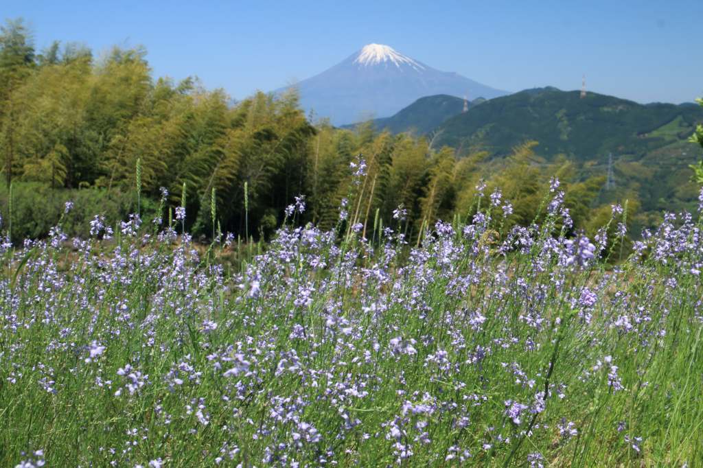 a0188405_11053100.jpg