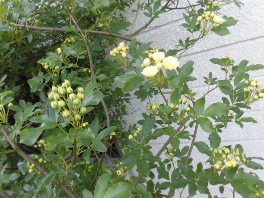 b0035611_21121729.jpg
