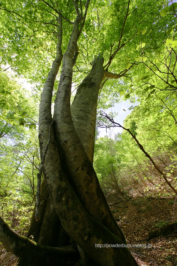 b0062024_5321098.jpg