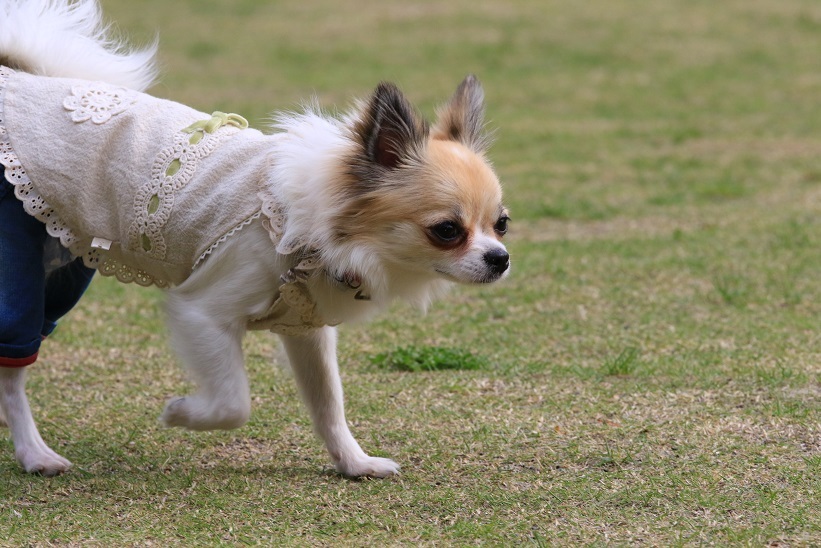 c0145250_11334212.jpg