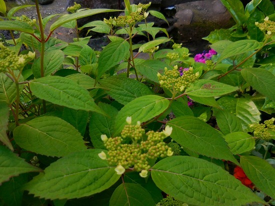 c0327752_09025948.jpg