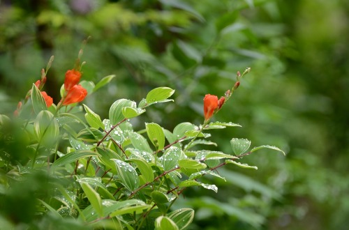 c0186463_1243457.jpg
