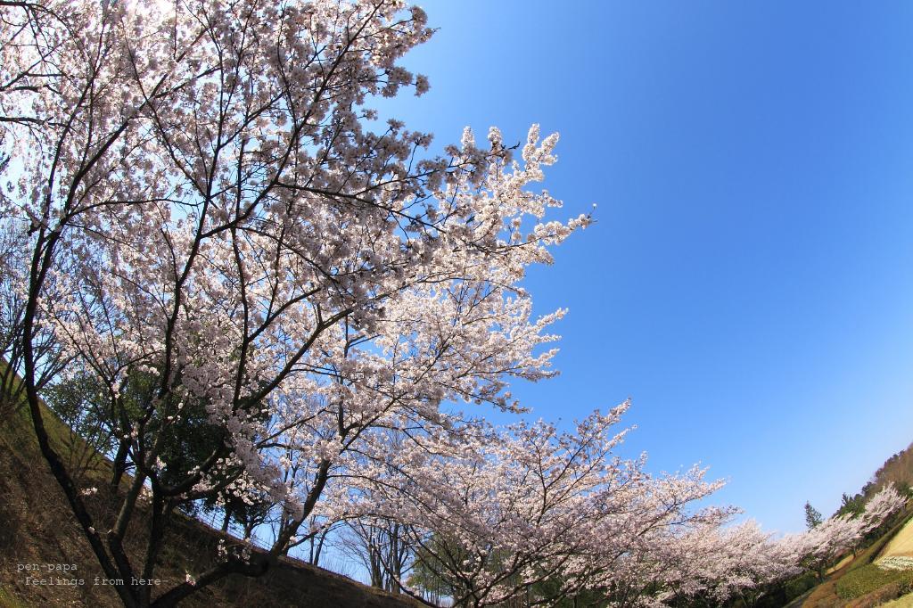 c0356480_20590278.jpg